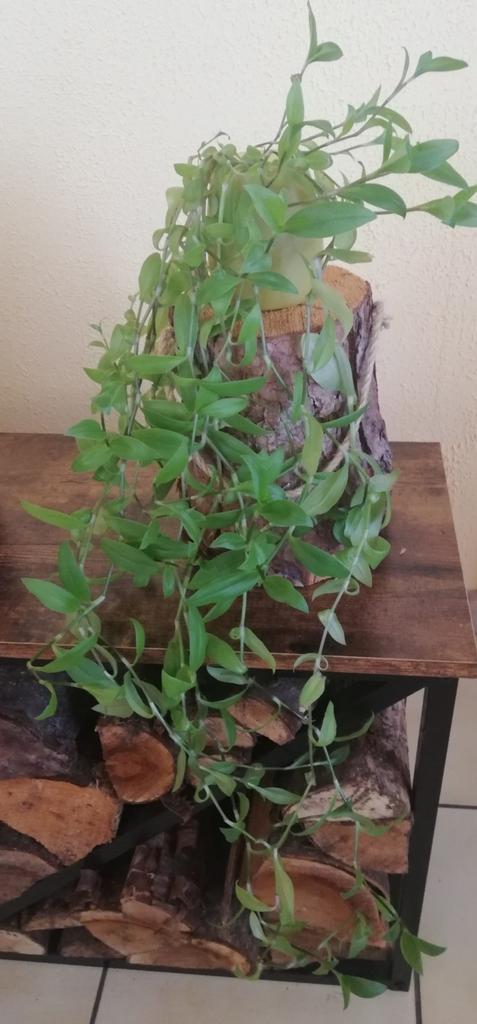 Echange ou vend misère verte, Huis en Inrichting, Kamerplanten, In pot, Ophalen
