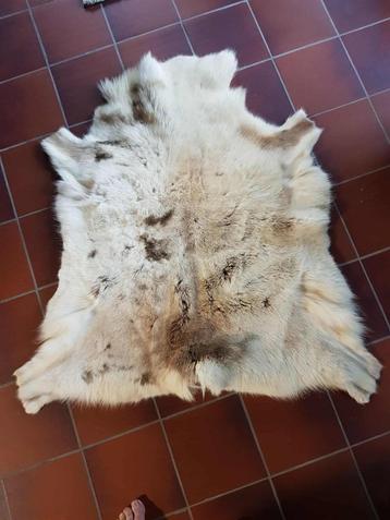 rendierhuid  beschikbaar voor biedingen