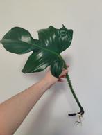 Philodendron Squamiferum, Ophalen, Overige soorten, Minder dan 100 cm