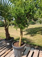 Terrasolijfboom Olea Europaea, Ophalen