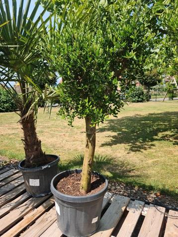 Terrasolijfboom Olea Europaea  beschikbaar voor biedingen