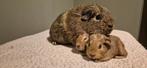 LEMON AGOUTI ZEUGJE MET HAAR 3 BABIETJES (Vylia), Cavia