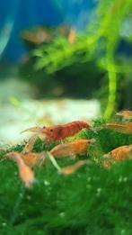 Neocaridina Garnalen, Dieren en Toebehoren, Vissen | Aquariumvissen, Kreeft, Krab of Garnaal, Zoetwatervis, Schoolvis
