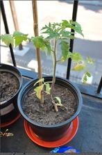 Jeune pousse tomates, Jardin & Terrasse, Plantes | Arbres fruitiers, Enlèvement