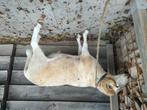schaap, Schaap