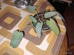 Philodendron Atabapoense groene kamerplant, Overige soorten, Minder dan 100 cm, Groene kamerplant, Halfschaduw