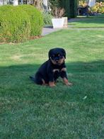 Rottweiler pups, Dieren en Toebehoren, Honden | Bulldogs, Pinschers en Molossers, Parvo, België, 8 tot 15 weken, Meerdere