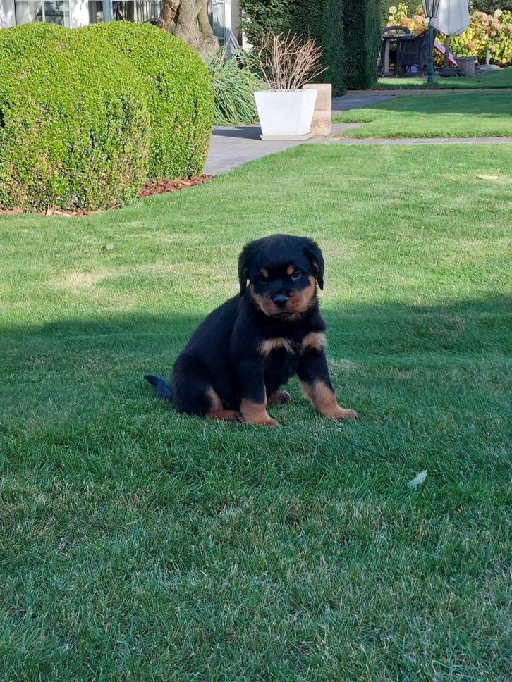 Rottweiler pups, Dieren en Toebehoren, Honden | Bulldogs, Pinschers en Molossers, Meerdere dieren, Rottweiler, Fokker | Professioneel