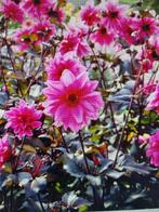 Dahlia bloembollen, Tuin en Terras, Knol, Voorjaar, Verzenden