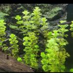 Super mooie aquarium planten ruilen of te koop, Enlèvement