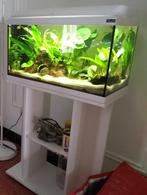 Aquarium aqualantis 60l avec meuble, Ophalen, Gebruikt
