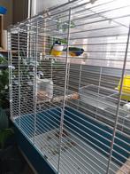 Mooie koppel vogels(15€ per stuk), Dieren en Toebehoren, Vogels | Kanaries