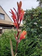canna in pot verschillende rassen, Tuin en Terras, Ophalen