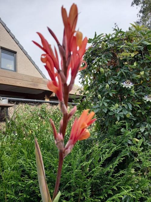 canna in pot, Tuin en Terras, Planten | Tuinplanten, Ophalen