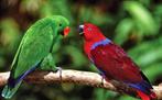 Couple de perroquet  ecleptus, Perroquet