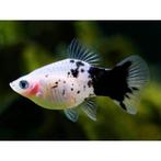Platy panda coral