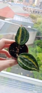 Hoya Macrophylla Pot met goud, Ophalen of Verzenden