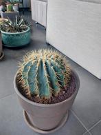 Ferocactus glaucscen, Ophalen, 150 tot 200 cm, Volle zon, In pot