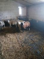 Swifter en zwartbles rammen, Dieren en Toebehoren, Mannelijk, Schaap, 0 tot 2 jaar