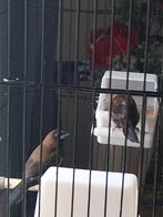 Japense meeuwen, Dieren en Toebehoren