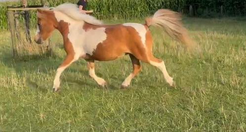 Amha merrie, Dieren en Toebehoren, Pony's, Merrie, Met stamboom, Gechipt, Ontwormd, Ingeënt