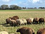 witte, blauwe en dassenkop texelaar ramlammeren te koop, Dieren en Toebehoren, Schapen, Geiten en Varkens, Mannelijk, Schaap, 0 tot 2 jaar