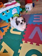 Shih tzu pups, België, CDV (hondenziekte), 8 tot 15 weken, Meerdere