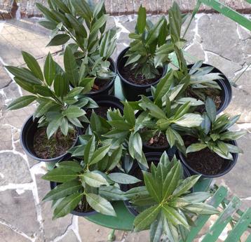prunus laurocerasus ‘Otto Luyken’ of laurierkers 11 planten beschikbaar voor biedingen