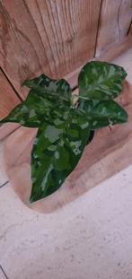 Aglaonema pictum tricolor, Huis en Inrichting, Kamerplanten, Ophalen