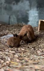 Minilop nestjes, Dieren en Toebehoren, Knaagdieren, Augustus, Meerdere dieren, Overige typen, Tam