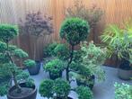 Prachtige terras planten met pot te koop, Volle zon, Vaste plant, Zomer, Ophalen