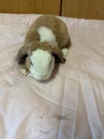Rex widder ram, Dieren en Toebehoren, Konijnen, Mannelijk, Dwerg, Hangoor, 0 tot 2 jaar