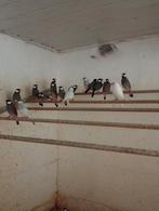 Padda grijs wit bont oppaal, Animaux & Accessoires