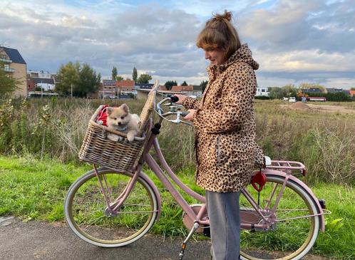 Cortina U4 damesfiets – roze met mand – 3 versnellingen, Fietsen en Brommers, Fietsen | Bakfietsen, Gebruikt, Gazelle, Goederen