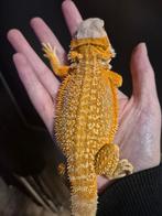 Dragon barbu hypo orange, Lézard, Domestique, 0 à 2 ans