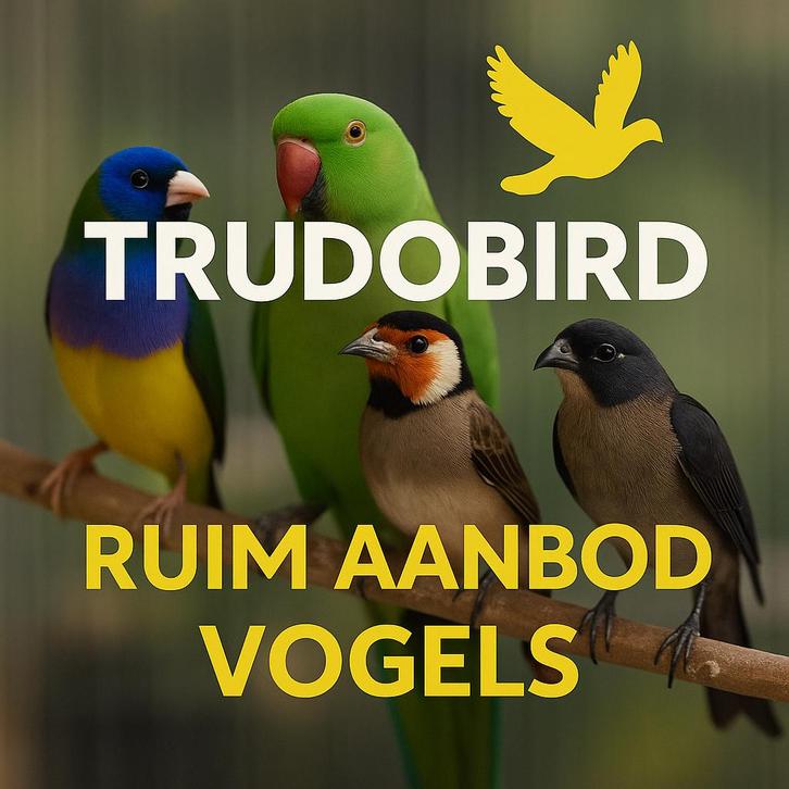 Vogels op voorraad 22/1, Dieren en Toebehoren, Vogels | Overige Vogels, Wildzangvogel, Meerdere dieren, Geringd