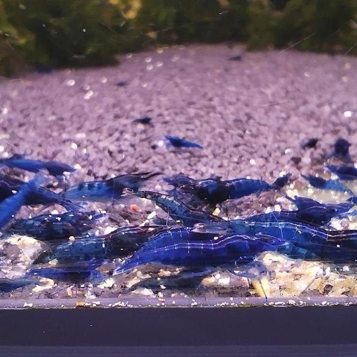 Blauwe garnalen, Dieren en Toebehoren, Vissen | Aquariumvissen, Zoetwatervis, Kreeft, Krab of Garnaal