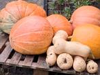 Pompoenen, Tuin en Terras, Ophalen, Nieuw