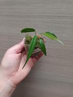 Anthurium eminens, Ophalen of Verzenden