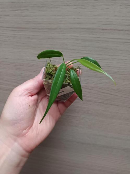 Anthurium eminens, Huis en Inrichting, Kamerplanten, Ophalen of Verzenden