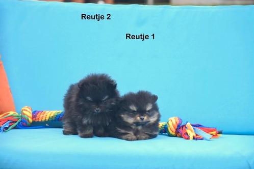 Prachtige Pomeriaantjes, Dieren en Toebehoren, Honden | Poolhonden, Keeshonden en Oertypen, Meerdere dieren, Keeshond, Fokker | Professioneel