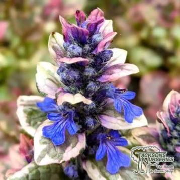 Ajuga Burgundy Glow beschikbaar voor biedingen