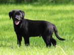Labrador pup , Zwart, Dieren en Toebehoren, Honden | Retrievers, Spaniëls en Waterhonden, CDV (hondenziekte), 8 tot 15 weken, België