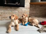 Echt in huis geboren labrador pups, Dieren en Toebehoren, Honden | Retrievers, Spaniëls en Waterhonden, België, Fokker | Hobbymatig
