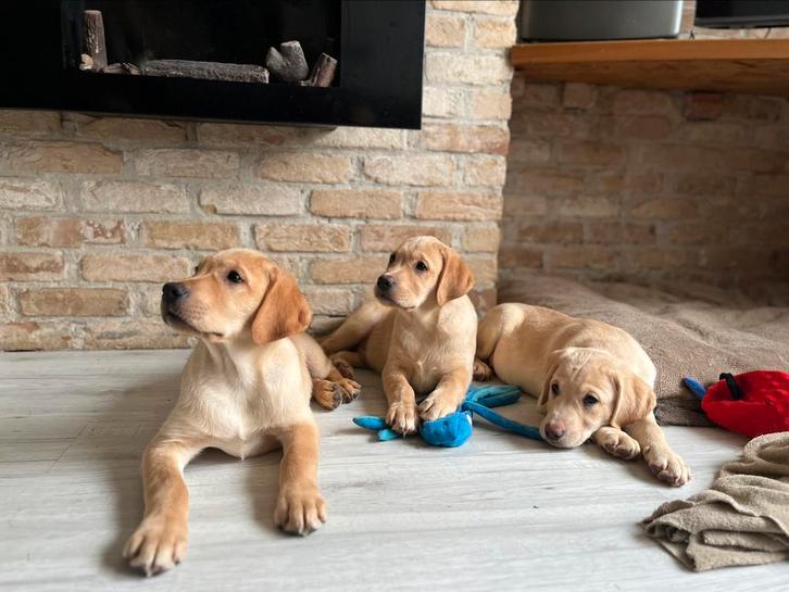 Echt in huis geboren labrador pups, Dieren en Toebehoren, Honden | Retrievers, Spaniëls en Waterhonden, Reu, Labrador retriever