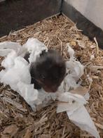 Baby Syrische/goudhamster (langharig), Hamster, Vrouwelijk, Mei, Tam