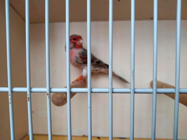 Te bekomen jonge agaat rode mozaïek kanaries, Dieren en Toebehoren, Vogels | Kanaries, Kleurkanarie, Meerdere dieren