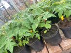 Tomatenplanten (cherry en hoogstam), Jardin & Terrasse, Plantes | Jardin, Annuelle, Enlèvement, Plantes potagères
