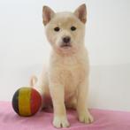 Shiba Inu (crème) teefje - Belgische pup te koop, Dieren en Toebehoren, Honden | Poolhonden, Keeshonden en Oertypen, België, CDV (hondenziekte)