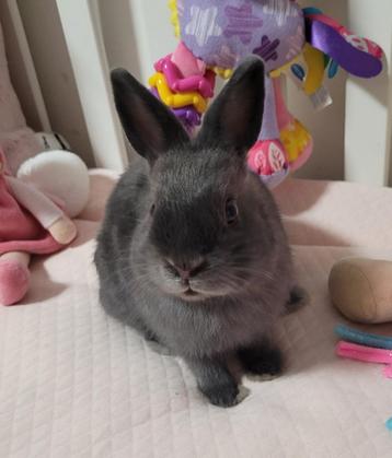 Lapin nain bleu (mâle) Vacinné !, Mâle, Nain, 3 à 5 ans
